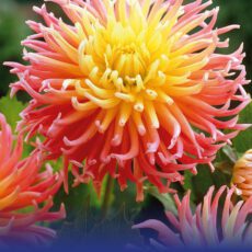 8718641970225 1 Dahlia Alfred Grille.jpg